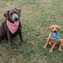 Stars and Stripes Reversible Dog Bandana - Flagladyusa